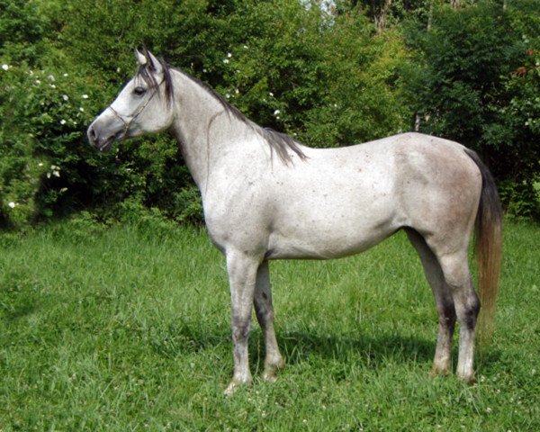 broodmare Velikaia 2005 ox (Arabian purebred, 2005, from Karat 1993 ox)