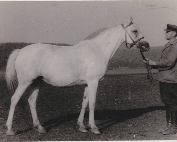 broodmare Naparnitsa II 1947 ox (Arabian purebred, 1947, from Naseem 1922 ox)