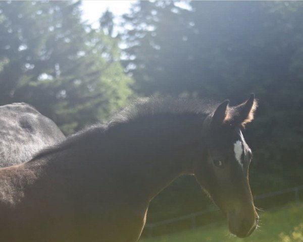 broodmare Stute von Ogano / Central Park (Holsteiner, 2021, from Ogano)