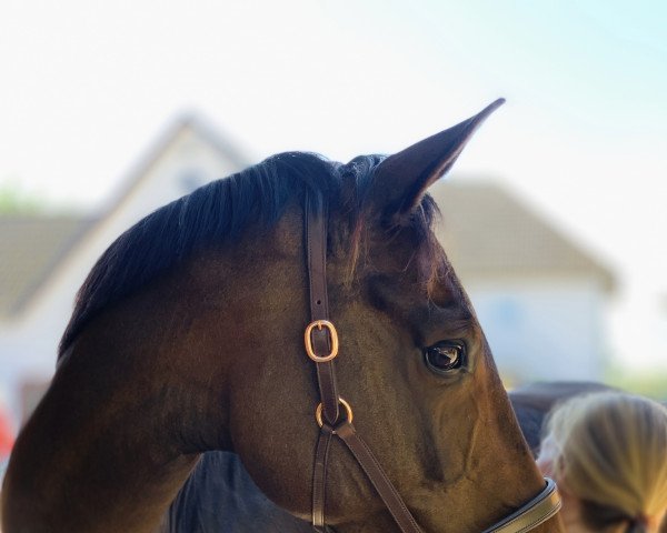 horse Sky is the Limit (Westphalian, 2009, from Show Star)