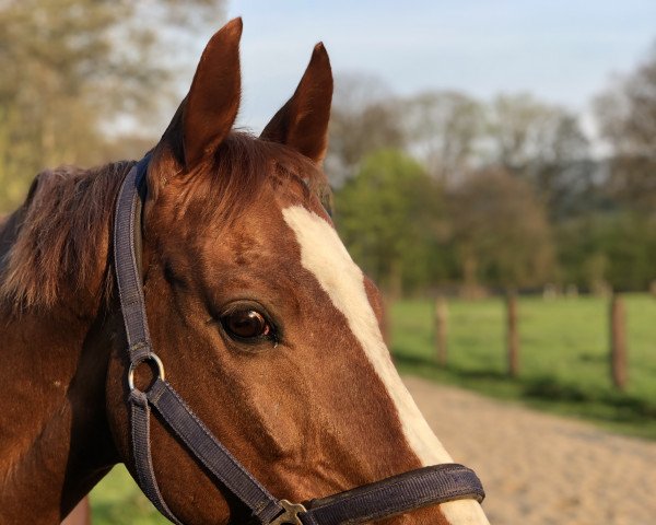 Springpferd Orlando 272 (Polnisches Warmblut, 2006, von Oliver)