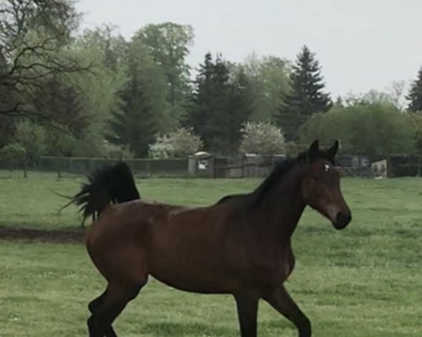 horse Krismas (German Sport Horse, 2019, from Kasanova de La Pomme)