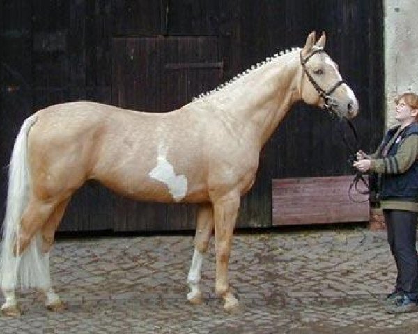 stallion Dream of Gold (German Warmblood, 1999, from Dream Boy)