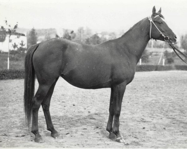 broodmare Salvia 1967 ox (Arabian purebred, 1967, from Lak 1960 ox)