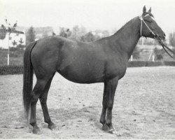 broodmare Salvia 1967 ox (Arabian purebred, 1967, from Lak 1960 ox)