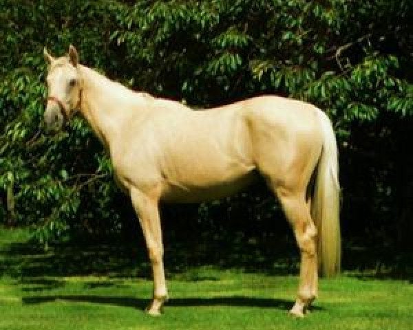 stallion Mr. Din X xx (Thoroughbred, 2005, from Rff King's Ransom xx)