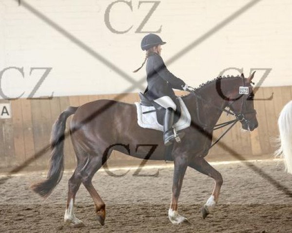 jumper One less lonelygirl (German Riding Pony, 2005, from Out-Break)