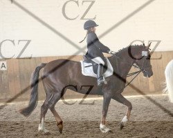 jumper One less lonelygirl (German Riding Pony, 2005, from Out-Break)