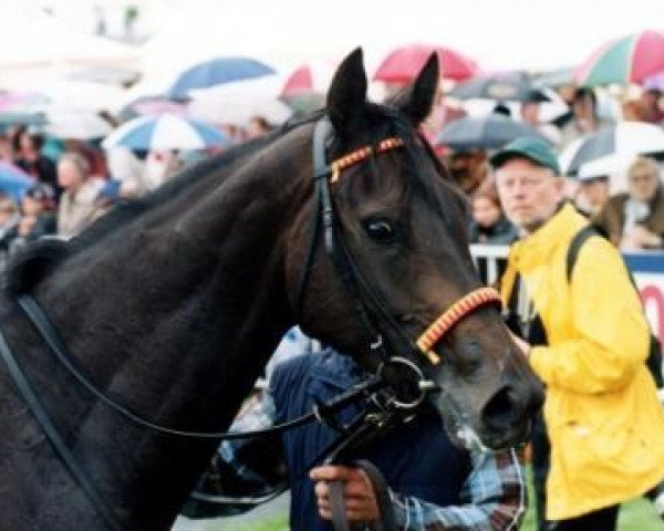 broodmare Aegina xx (Thoroughbred, 1994, from Goofalik xx)