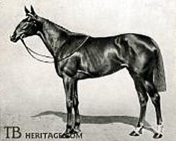 broodmare Rosedrop xx (Thoroughbred, 1907, from St. Frusquin xx)