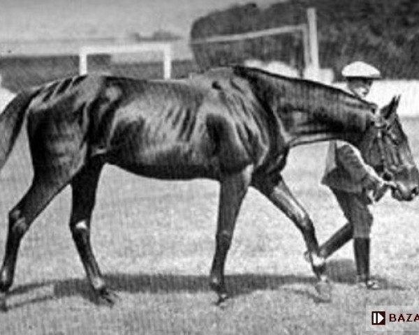 stallion As D'Atout xx (Thoroughbred, 1908, from MacDonald xx) stallion As D'Atout xx (Thoroughbred, 1908, from MacDonald xx)