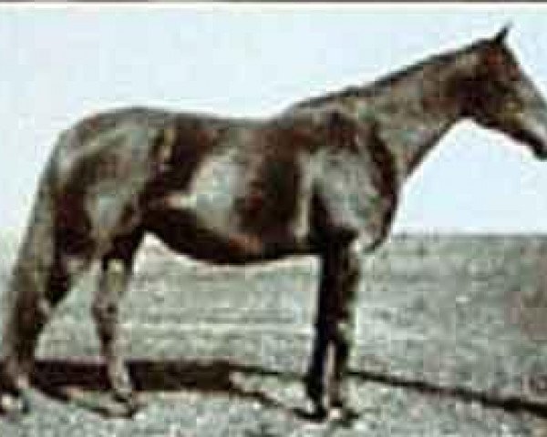 Zuchtstute Hornisse xx (Englisches Vollblut, 1908, von Ard Patrick xx)