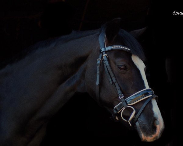 dressage horse Jenny 488 (German Riding Pony, 2006, from Renoir)