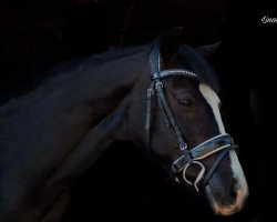 dressage horse Jenny 488 (German Riding Pony, 2006, from Renoir)