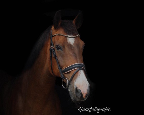 horse Billy (Oldenburg show jumper, 2004, from Balou du Rouet)