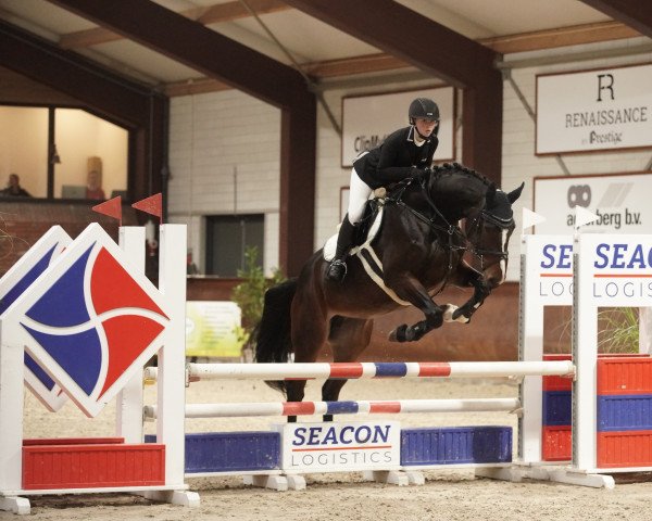 broodmare Cantate Peerkamp (Zangersheide riding horse, 2016, from Cicero Z van Paemel)