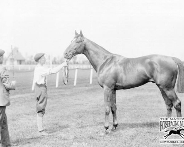 Deckhengst Val d'Or xx (Englisches Vollblut, 1902, von Flying Fox xx)