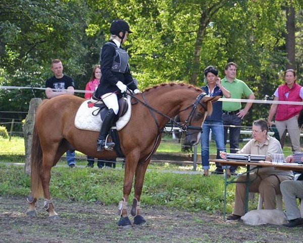 dressage horse Delano KG (German Riding Pony, 2008, from Erfttal Duncan) dressage horse Delano KG (German Riding Pony, 2008, from Erfttal Duncan)