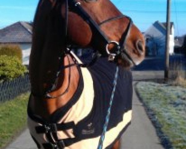 jumper Mazellus (KWPN (Royal Dutch Sporthorse), 1994, from Samber)