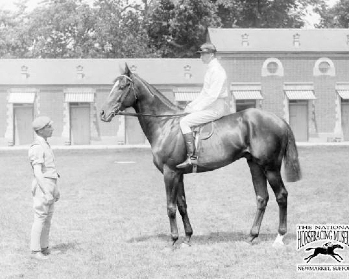 stallion Volodyovski xx (Thoroughbred, 1898, from Florizel xx)