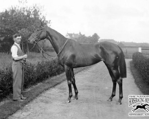 broodmare Udaipur xx (Thoroughbred, 1929, from Blandford xx) broodmare Udaipur xx (Thoroughbred, 1929, from Blandford xx)