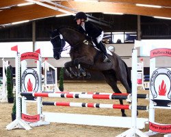 jumper Hardagold Halensee (Trakehner, 2013, from Schwarzgold)