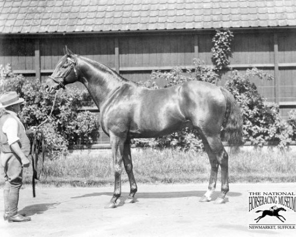 stallion Lemberg xx (Thoroughbred, 1907, from Cyllene xx)