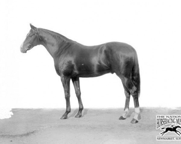 stallion Gentle Shepherd xx (Thoroughbred, 1911, from Colin xx)
