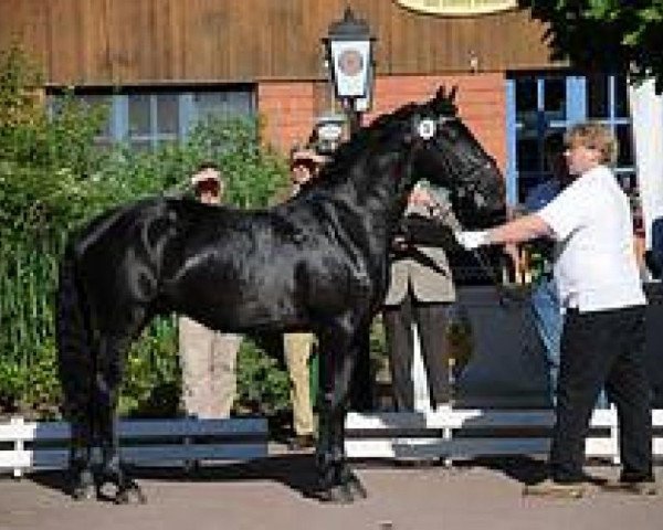 horse Talibur aus der schuetzenden Hand (Knabstrupper, 2005, from Talisman aus der schuetzenden Hand)