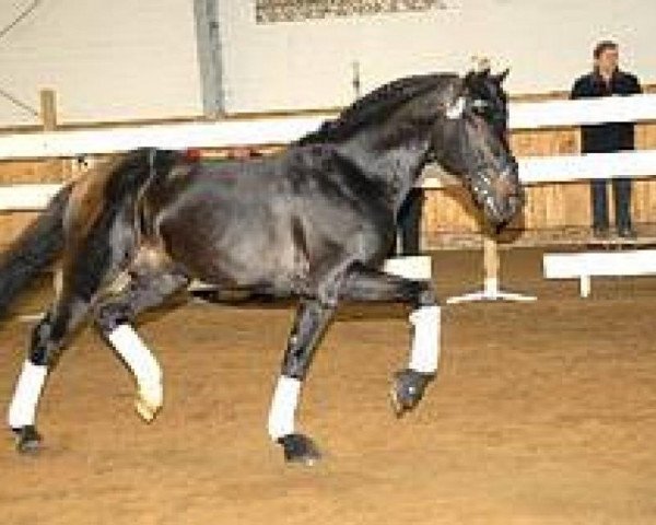 Deckhengst Tiamo (Knabstrupper, 2001, von Talisman aus der schuetzenden Hand)