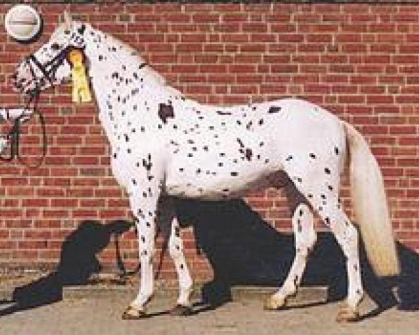 horse Bernstein aus der schuetzenden Hand (Knabstrupper, 1998, from PrH Baron aus der schützenden Hand) horse Bernstein aus der schuetzenden Hand (Knabstrupper, 1998, from PrH Baron aus der schützenden Hand)