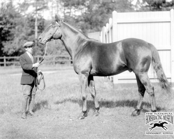 stallion Golden Myth xx (Thoroughbred, 1918, from Tredennis xx)