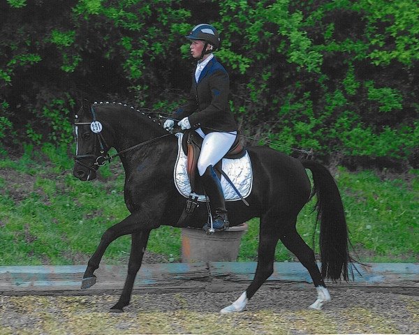 horse Nova 66 (German Riding Pony, 2008, from Nabucco R)