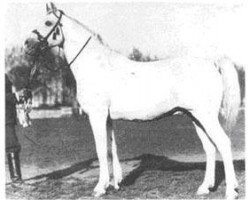 Deckhengst Shagya XII (Shagya-Araber, 1944, von Shagya IX)