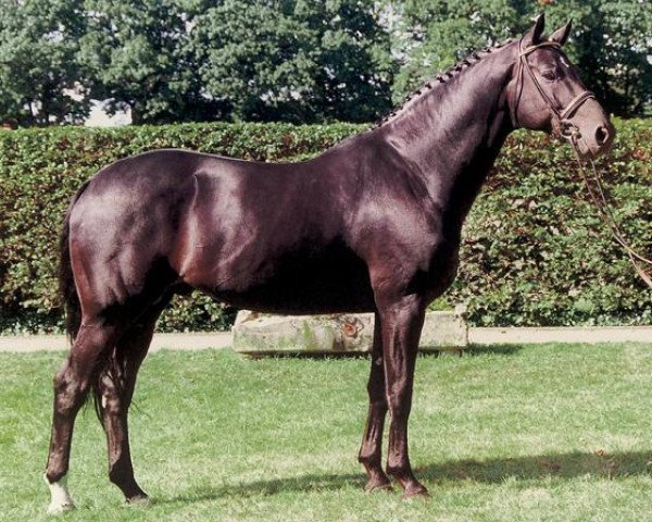 Deckhengst Woronow (Hannoveraner, 1995, von Weltruhm)