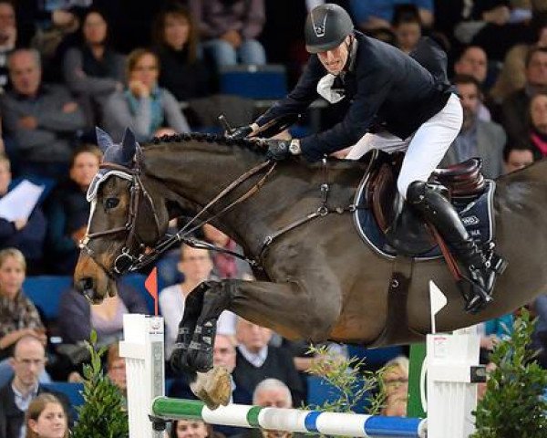 Springpferd Dream of India Greenfield (Belgisches Warmblut, 2003, von Gem of India)