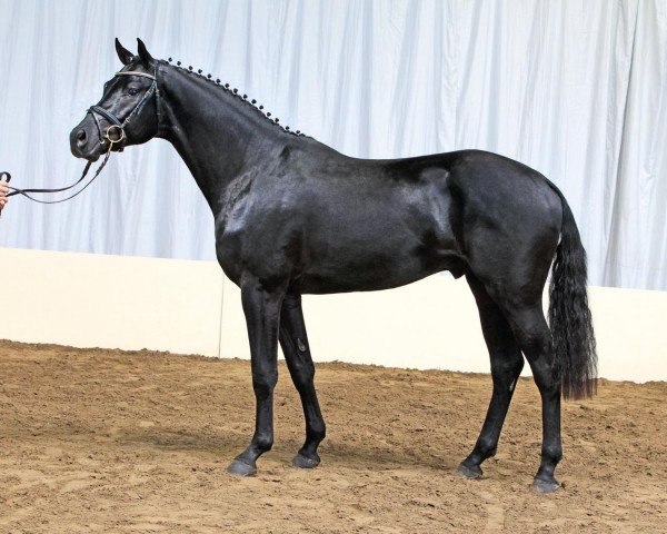 Deckhengst Viscount 22 (Hannoveraner, 2009, von Valentino)
