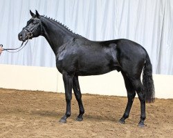 stallion Viscount 22 (Hanoverian, 2009, from Valentino)