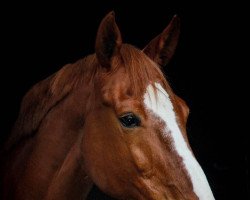 jumper Castella's Soleil (Hanoverian, 2005, from Cadiz)