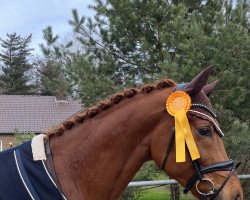 Dressurpferd Selected 3 (Westfale, 2018, von Secret)