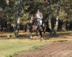 stallion Q & A (Hanoverian, 2009, from FRH Quaid)