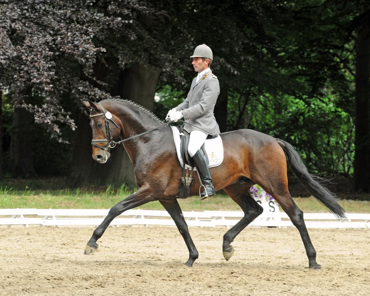 Dressurpferd Lorenzio 2 (Hannoveraner, 2003, von Londonderry)