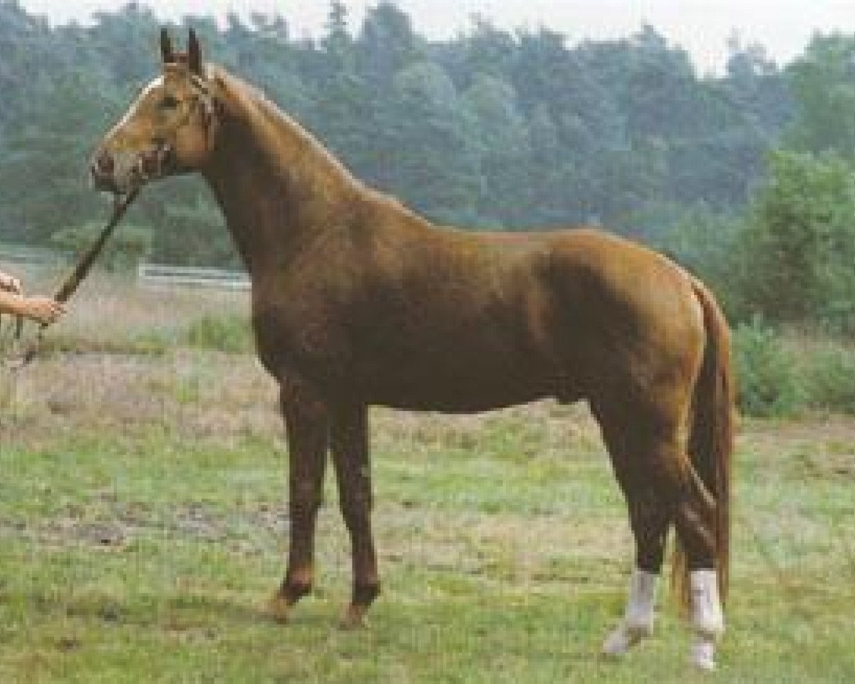 Deckhengst Espri (Hannoveraner, 1981, von Eiger I)
