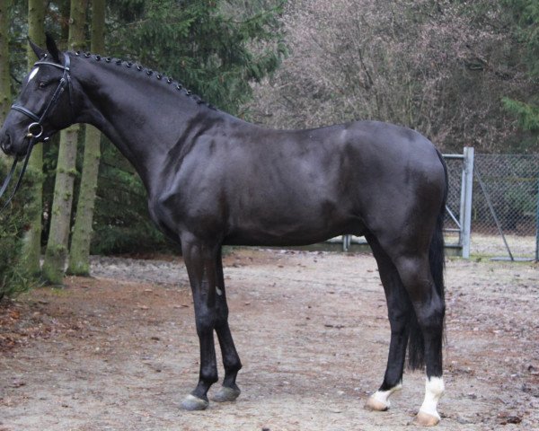 stallion Eventim (Hanoverian, 2009, from Eibisch II)