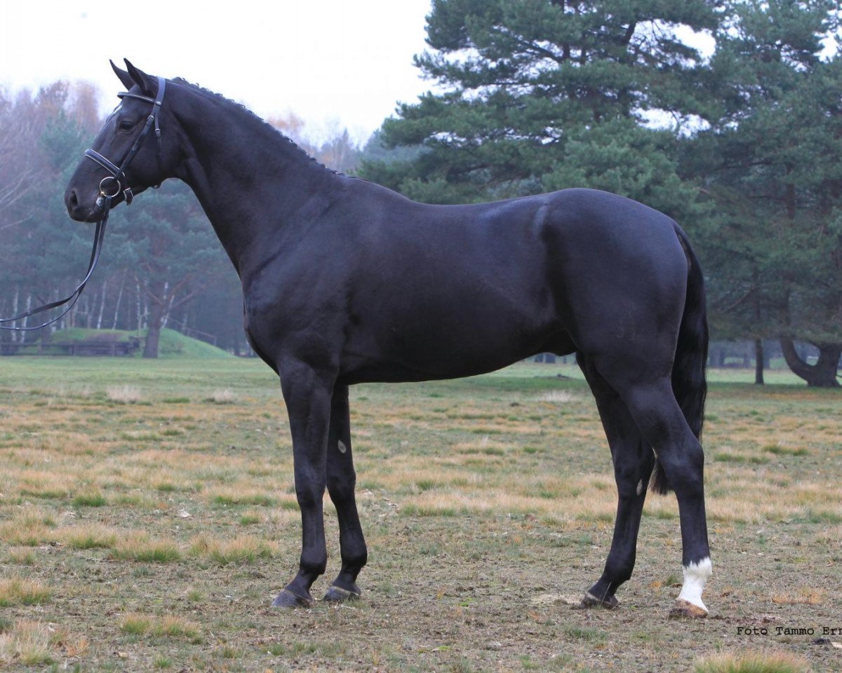 Deckhengst Drombusch (Hannoveraner, 2007, von Don Vino)