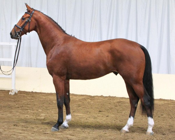 Deckhengst Count Bellini (Hannoveraner, 2009, von Monte Bellini)