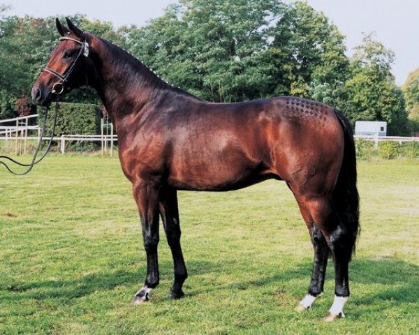 stallion Der Lord (Hanoverian, 1997, from De Niro) stallion Der Lord (Hanoverian, 1997, from De Niro)