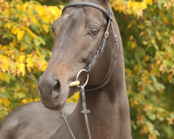 stallion Belmundo xx (Thoroughbred, 2004, from Monsun xx)