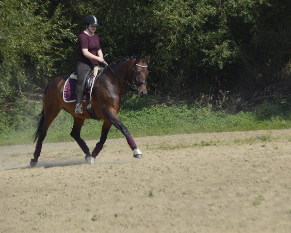 horse Reus HR (Westphalian, 2011, from Rock Forever NRW)