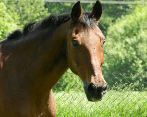 horse Game Boy 10 (Hanoverian, 1989, from Gimpel)